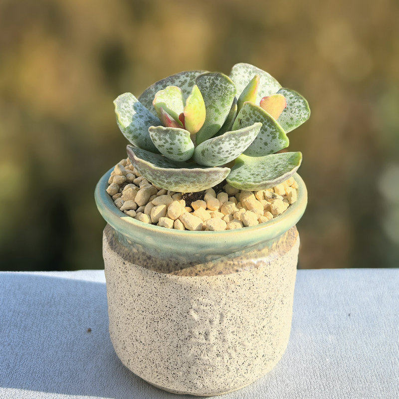 天锦章多肉植物水泡花卉绿植盆栽创意生活新手套餐阳台可爱萌