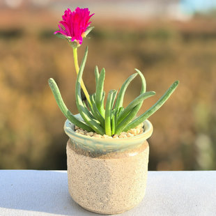 多肉奔龙 植物组合 赵波番杏科办公室内桌面盆栽 肉肉防辐射花卉