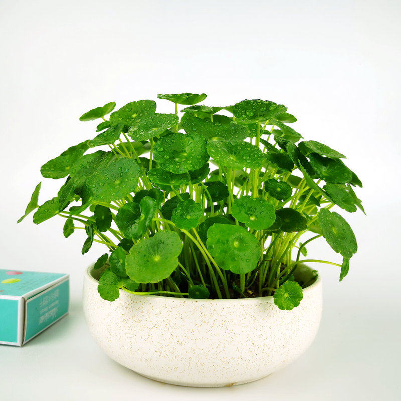 桌面水培植物铜钱草金钱草带叶室内水养花卉绿植盆栽办公四季常青
