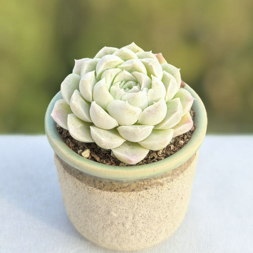 非常容易白月影带原盆原土发货