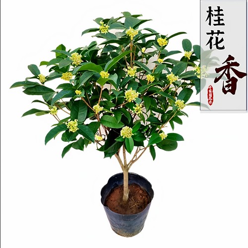 四季桂花树苗桂花苗盆栽四季室内外浓香型阳台花卉绿植庭院