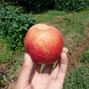 大凉山盐源苹果冰糖心丑苹果当季 孕妇水果糖心苹果新鲜水果苹果