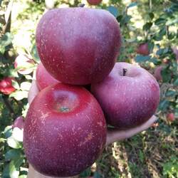 四川大凉山糖心丑苹果盐源苹果西昌糖心苹果当季孕妇水果非红将军