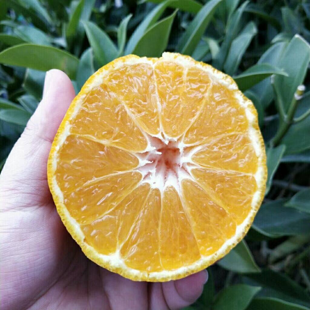 四川新鲜水果耙耙柑当季丑柑橘子果冻橙正宗四川耙耙柑现摘发货,水产肉类/新鲜蔬果/熟食,桔子,淘宝优惠券,粉丝福利购,淘宝优惠卷