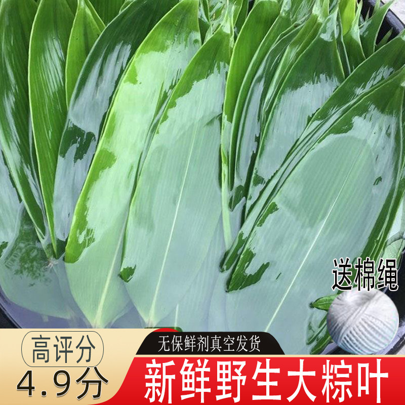 江西新鲜粽叶现摘现发粽子叶大号野生粽叶箬叶100片端午非芦苇叶