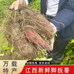 江西现挖脚板薯紫山药紫玉淮山药万载农家种植大薯红毛薯新鲜蔬菜