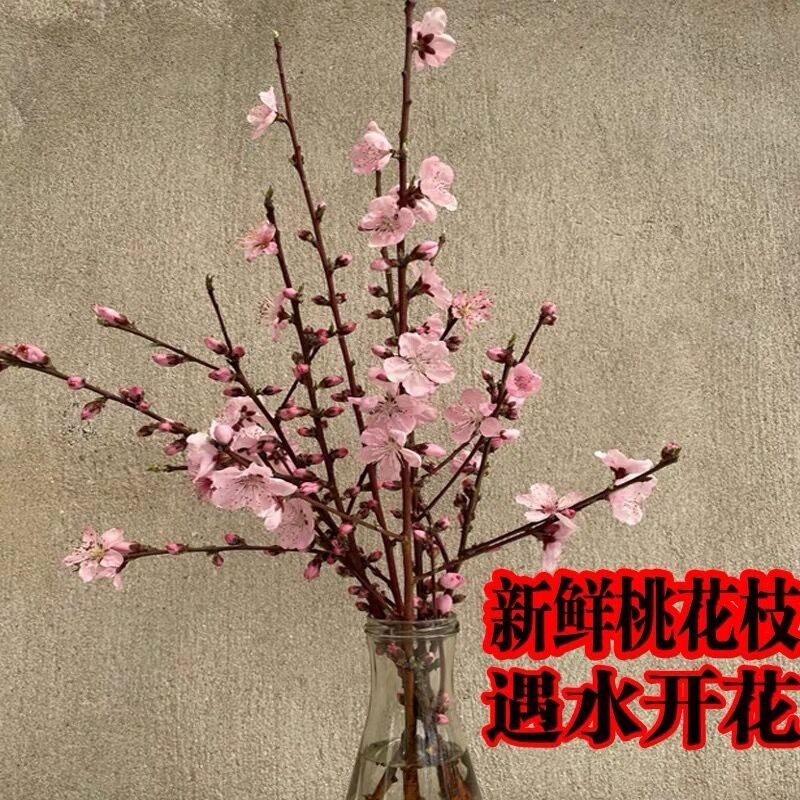 遇水开花桃树枝婴儿桃花枝东南桃木枝鲜桃花搬家转运干枝桃树摆件