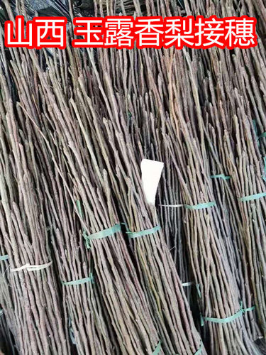 玉露香梨果树玉露嫁接枝条果树