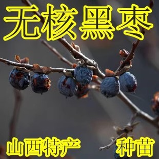 黑枣 无核软枣 嫁接柿子砧木 野柿子苗 君迁子