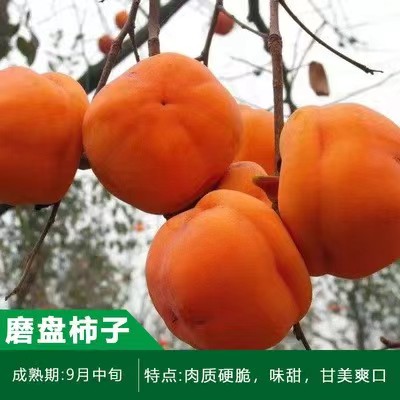 柿子苗柿子树盖柿甜柿子脆柿牛心柿火晶柿果树苗