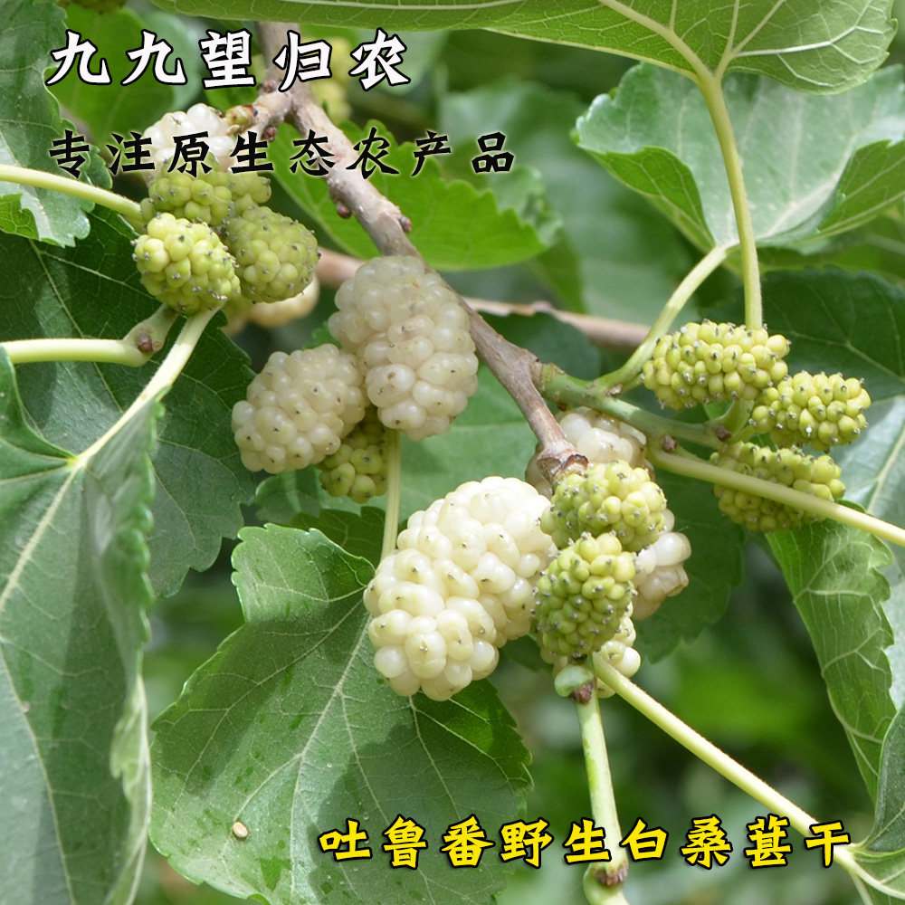 新疆吐鲁番老品种白桑葚干无添加无沙子无食用胶桑葚子500克包邮