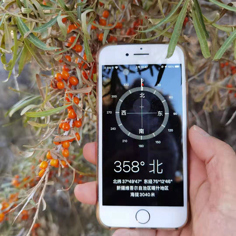 新疆特产喀什帕米尔高原沙棘果干天然无添加未加工500克泡茶打粉