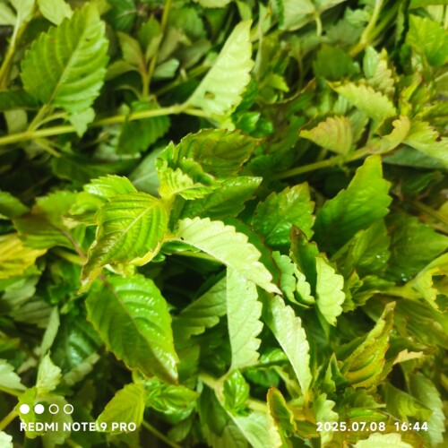 江西于都新鲜凉粉草烧仙草凉绿凉粉凉粉草配料湿凉粉仙人草 包邮
