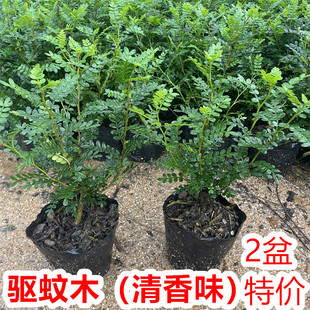 清香胡椒木盆栽防驱蚊草植物室内四季 好养小绿植盆景客厅净化空气