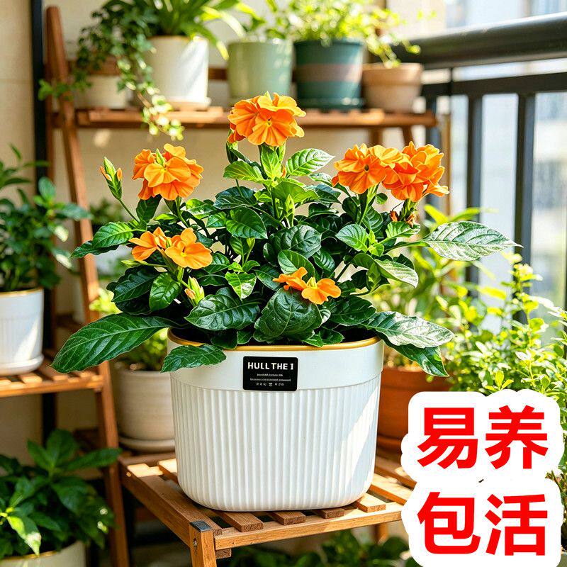 鸟尾花盆栽室外开花绿植物耐热庭院多年生花卉阳台绿化容易养四季