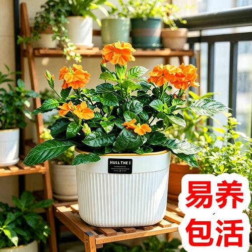 鸟尾花盆栽带花夏天耐热