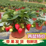 Саженцы для молока клубники посадка сливок с фруктовыми балконами свежие растения горшечные растения с цветами посадка и посадка на балконах