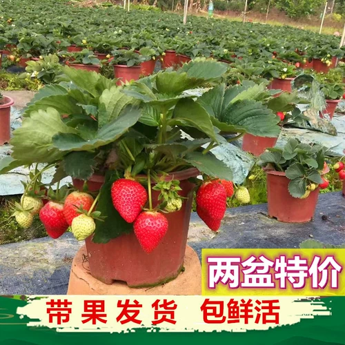 Саженцы для молока клубники посадка сливок с фруктовыми балконами свежие растения горшечные растения с цветами посадка и посадка на балконах