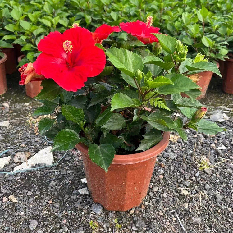 木槿大红花绿植盆栽带花苞夏季开花好养庭院阳台绿植耐晒太阳