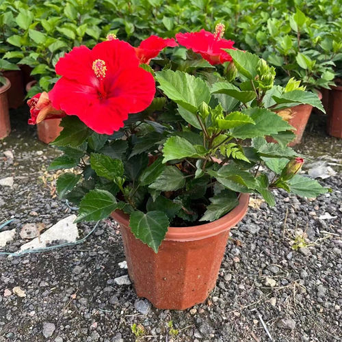 木槿大红花绿植带花苞