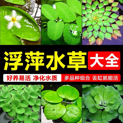 浮萍水草一叶水芙蓉水葫芦