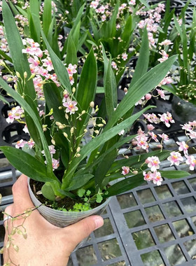 梦香兰文心兰花浓香型绿植盆栽植物石斛室内阳台客厅开花桌面好养