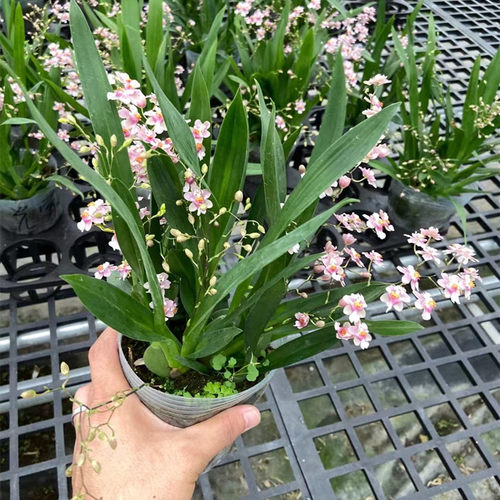 梦香兰文心兰花浓香型绿植盆栽