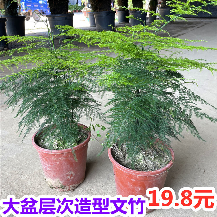 文竹盆栽大型武竹植物室内绿植桌面客厅净化空气四季常青云竹密叶