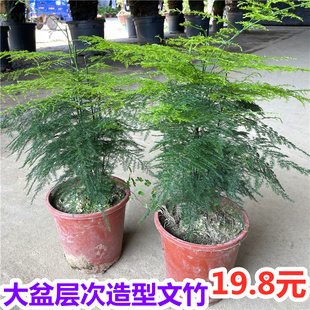 文竹盆栽大型武竹植物室内绿植桌面客厅净化空气四季常青云竹密叶