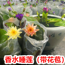 睡莲水培植物四季碗莲水养室内外庭院水莲藕荷花盆栽鱼池缸带花苞