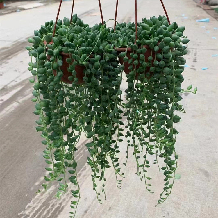 多肉植物情人泪吊兰盆栽垂吊肉泰国佛珠爱之蔓玉翡翠泰国阳台懒人