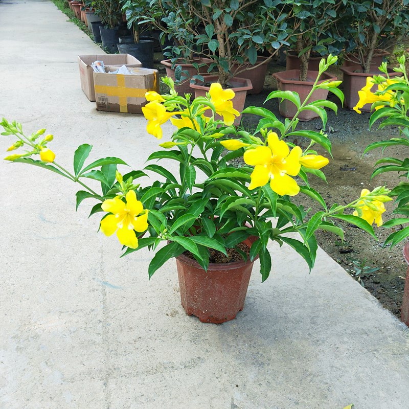 紫蝉花盆栽苗阳台庭院围栏花圃植物四季开花长春花耐晒喜太阳黄蝉