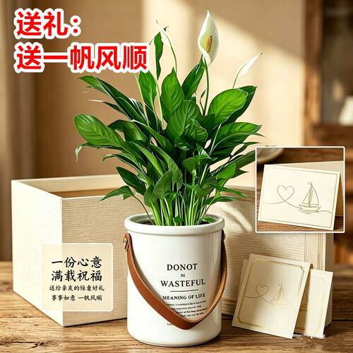 一帆风顺盆栽白掌植物室内红掌容易养花卉净化空气水培观花办公室