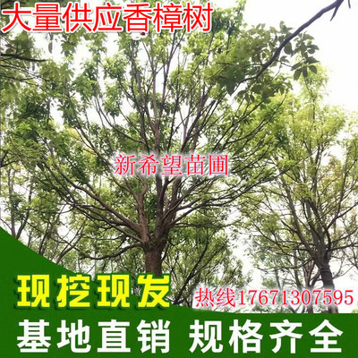 香樟树苗绿化苗木大型工程大小叶盆栽庭院四季常青驱蚊南北方种植