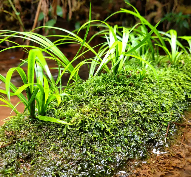附石菖蒲水培植物沼泽过滤草养鱼龟缸盆栽造景挺吸水耐阴寒绿植花
