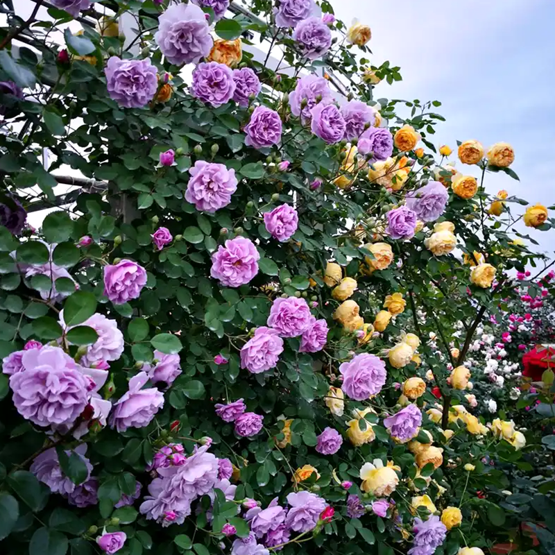 欧月藤本月季玫瑰蔷薇花苗爬藤植物四季开花庭院爬墙阳台盆栽花卉