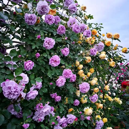 欧月藤本月季玫瑰蔷薇花苗爬藤植物四季开花庭院爬墙阳台盆栽花卉