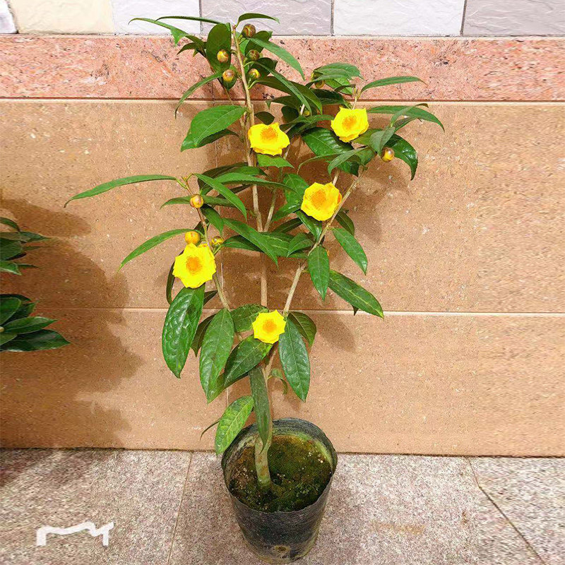 广西防城金花茶稀有树苗带花苞金花茶盆栽 名贵金茶花苗带花苞邮
