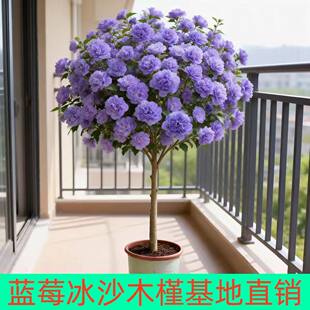 木槿花树苗可食用棒棒糖木槿花重瓣大苗阳台庭院盆栽耐寒四季好养