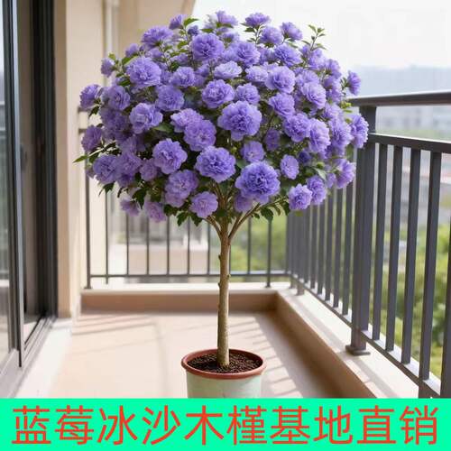 可食用重瓣木槿花苗耐寒好养