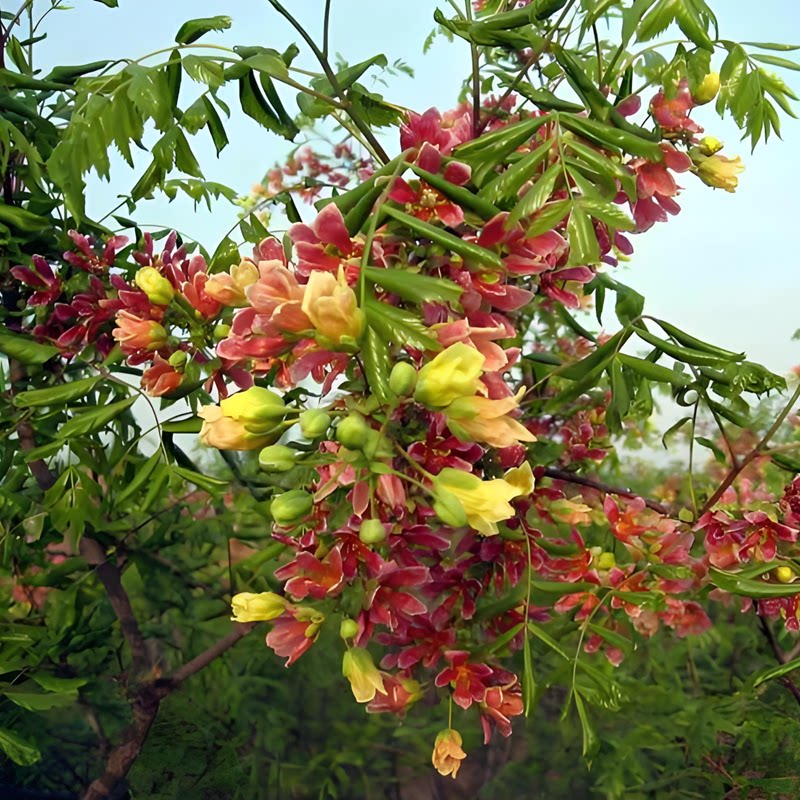文冠花树苗浓香型盆栽室内外阳台庭院观赏花卉绿植好养多年生植物