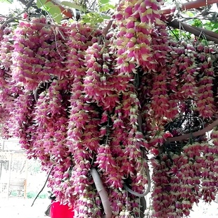 藤本爬藤攀藤植物常绿油麻藤花苗禾雀花苗金黄花庭院地栽紫藤树苗