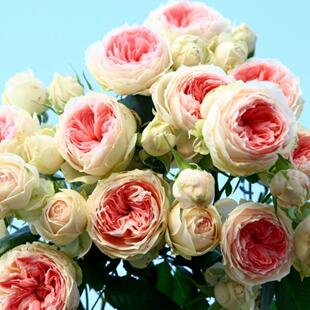 绒球门廊月季花苗四季开花浓香大花庭院阳台花卉植物好养玫瑰盆栽