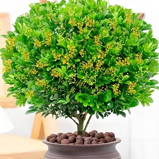 米兰花盆栽花卉植物室内花苗浓香型四季开花好养绿植客厅净化空气