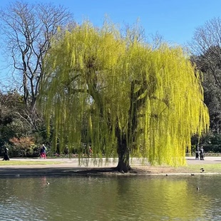 柳树苗黄金柳金丝垂柳小苗垂杨柳树苗速生竹柳庭院行道工程绿化苗