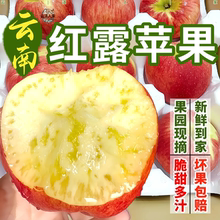 红露苹果现摘正宗云南红露苹果甜脆多汁昭通糖心丑苹果新鲜整箱