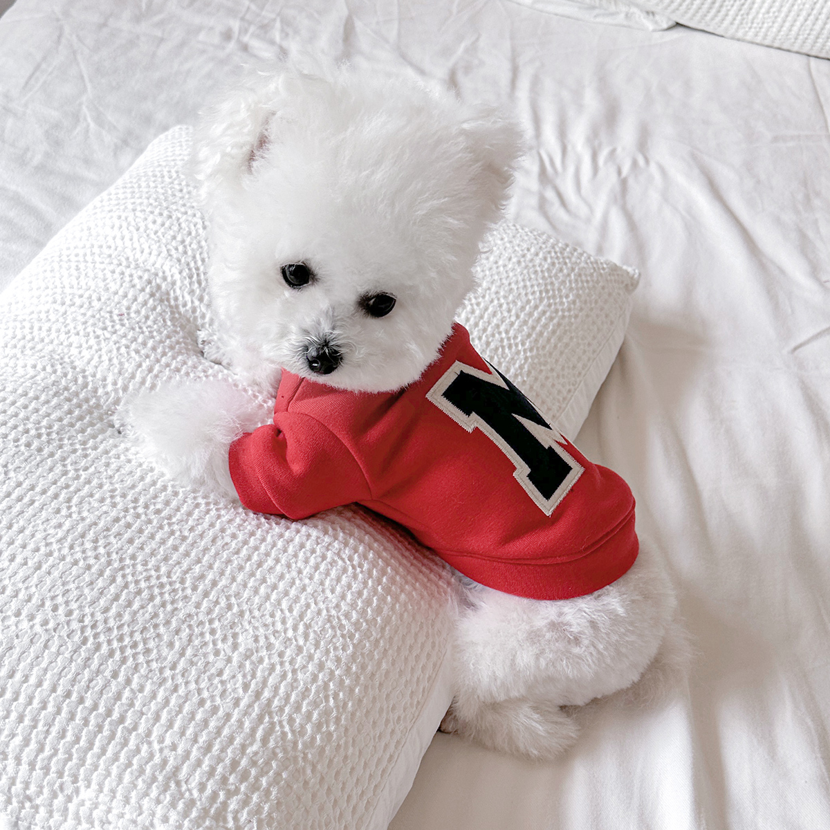 小狗新年服狗狗衣服宠物猫咪卫衣