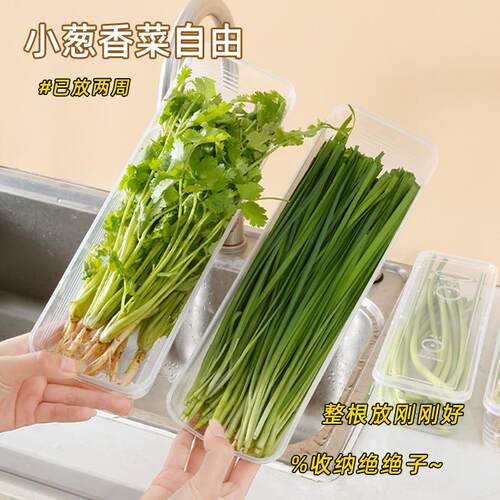 保鲜盒食品级大葱香菜芫荽整根