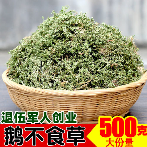 广西散装野生鹅不食草新鲜晒干