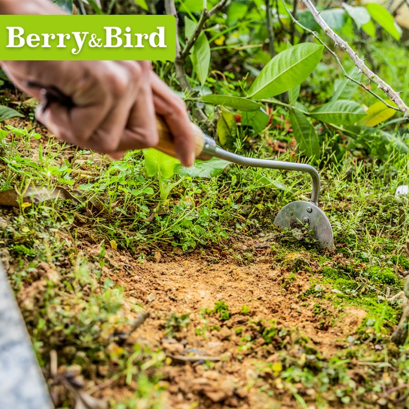 BerryBird户外不锈钢种花工具翻地松土洋葱耙bb花园园艺工具